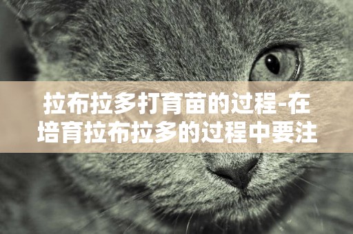 拉布拉多打育苗的過程-在培育拉布拉多的過程中要注意什么