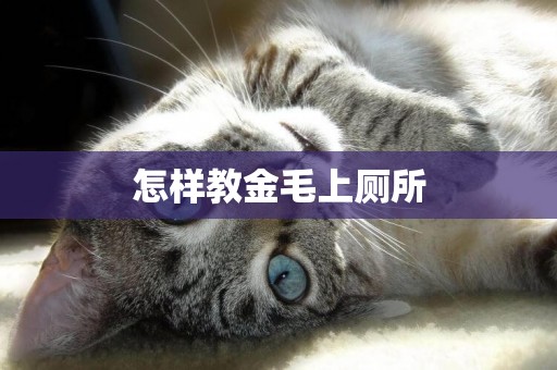 怎樣教金毛上廁所