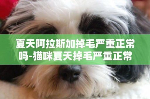 夏天阿拉斯加掉毛嚴重正常嗎-貓咪夏天掉毛嚴重正常嗎