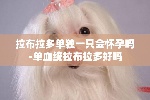 拉布拉多單獨一只會懷孕嗎-單血統拉布拉多好嗎