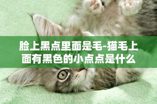 臉上黑點里面是毛-貓毛上面有黑色的小點點是什么