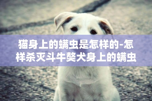 貓身上的螨蟲是怎樣的-怎樣殺滅斗牛獒犬身上的螨蟲