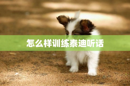 怎么樣訓練泰迪聽話