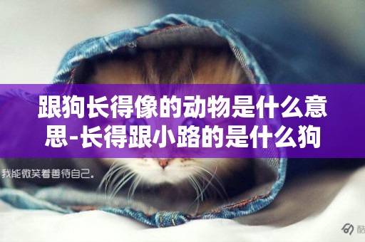 跟狗長得像的動物是什么意思-長得跟小路的是什么狗
