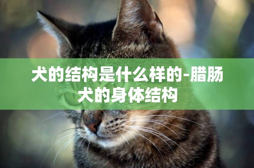 犬的結構是什么樣的-臘腸犬的身體結構