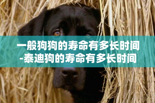 一般狗狗的壽命有多長時間-泰迪狗的壽命有多長時間