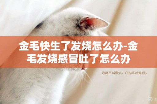 金毛快生了發燒怎么辦-金毛發燒感冒吐了怎么辦