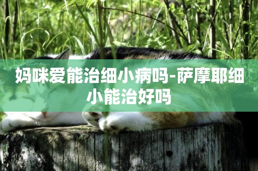 媽咪愛能治細小病嗎-薩摩耶細小能治好嗎