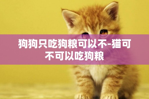 狗狗只吃狗糧可以不-貓可不可以吃狗糧