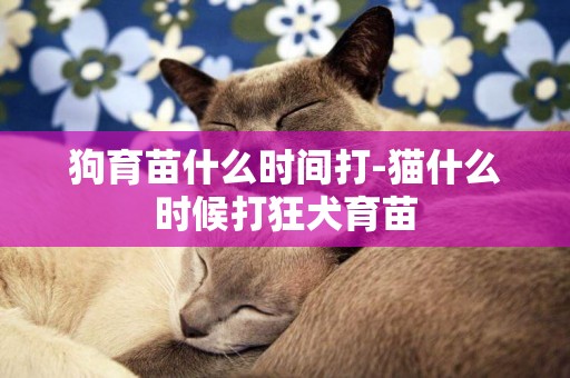 狗育苗什么時間打-貓什么時候打狂犬育苗