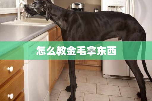 怎么教金毛拿東西