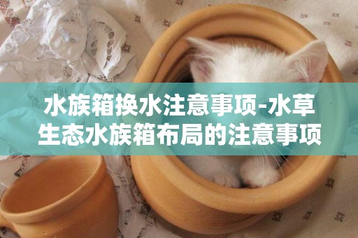 水族箱換水注意事項-水草生態水族箱布局的注意事項