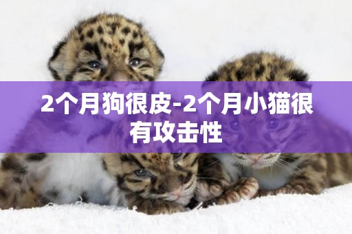 2個月狗很皮-2個月小貓很有攻擊性