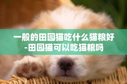 一般的田園貓吃什么貓糧好-田園貓可以吃貓糧嗎