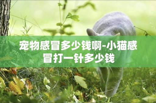 寵物感冒多少錢啊-小貓感冒打一針多少錢