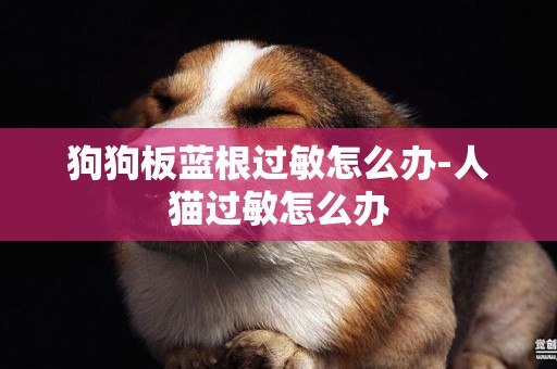 狗狗板藍根過敏怎么辦-人貓過敏怎么辦