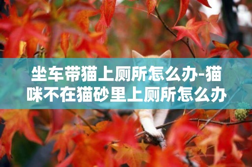 坐車帶貓上廁所怎么辦-貓咪不在貓砂里上廁所怎么辦