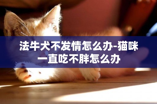 法牛犬不發情怎么辦-貓咪一直吃不胖怎么辦
