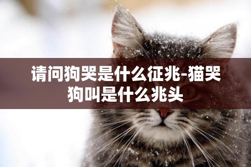 請問狗哭是什么征兆-貓哭狗叫是什么兆頭