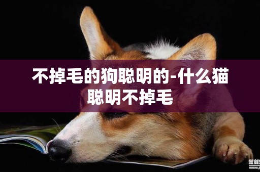 不掉毛的狗聰明的-什么貓聰明不掉毛