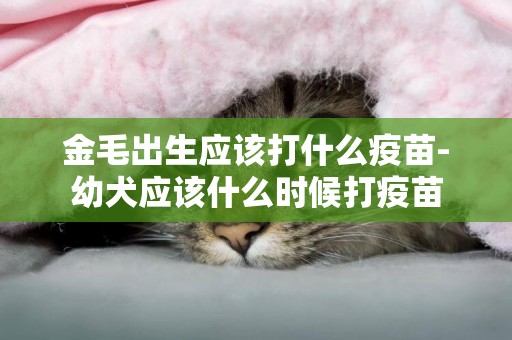金毛出生應該打什么疫苗-幼犬應該什么時候打疫苗