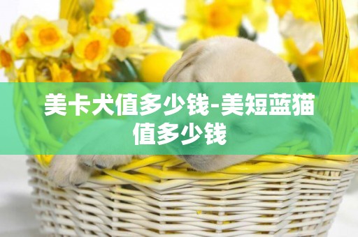 美卡犬值多少錢-美短藍貓值多少錢
