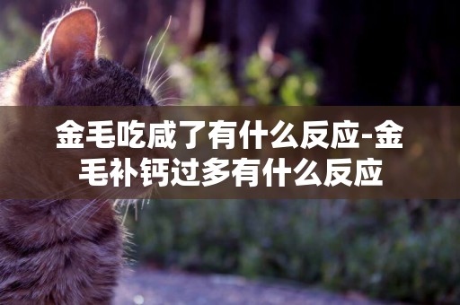 金毛吃咸了有什么反應-金毛補鈣過多有什么反應