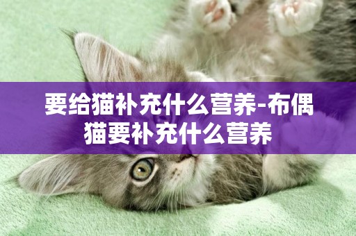 要給貓補充什么營養-布偶貓要補充什么營養