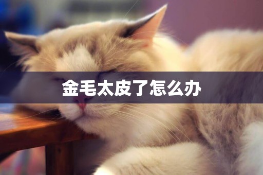 金毛太皮了怎么辦