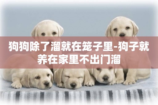 狗狗除了溜就在籠子里-狗子就養在家里不出門溜