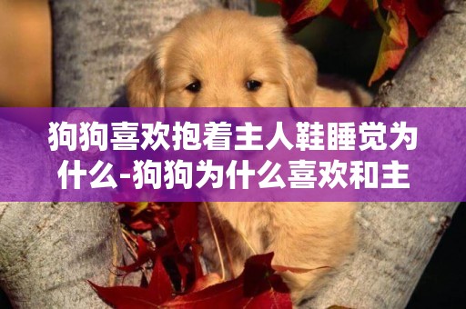 狗狗喜歡抱著主人鞋睡覺為什么-狗狗為什么喜歡和主人睡覺