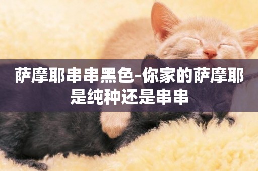 薩摩耶串串黑色-你家的薩摩耶是純種還是串串