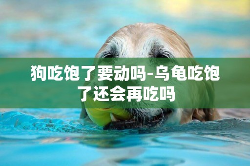 狗吃飽了要動嗎-烏龜吃飽了還會再吃嗎
