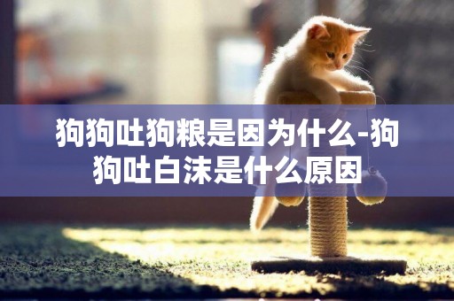 狗狗吐狗糧是因為什么-狗狗吐白沫是什么原因