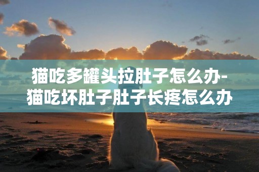 貓吃多罐頭拉肚子怎么辦-貓吃壞肚子肚子長疼怎么辦