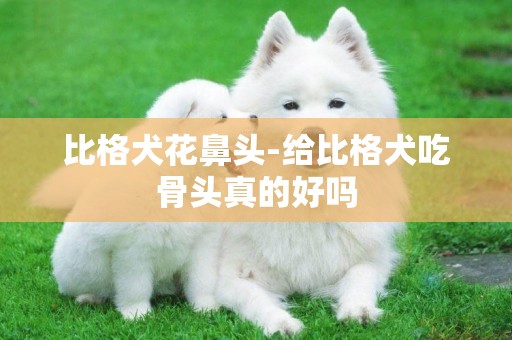 比格犬花鼻頭-給比格犬吃骨頭真的好嗎
