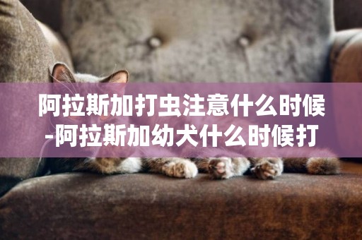 阿拉斯加打蟲注意什么時候-阿拉斯加幼犬什么時候打疫苗