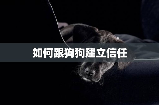 如何跟狗狗建立信任