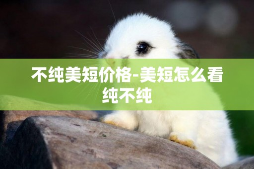 不純美短價格-美短怎么看純不純