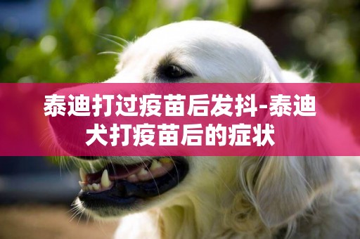 泰迪打過疫苗后發抖-泰迪犬打疫苗后的癥狀