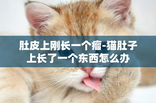 肚皮上剛長一個瘤-貓肚子上長了一個東西怎么辦