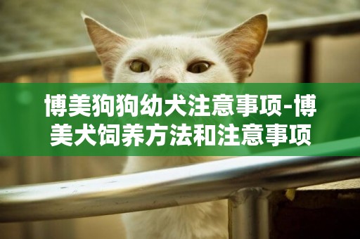 博美狗狗幼犬注意事項-博美犬飼養方法和注意事項