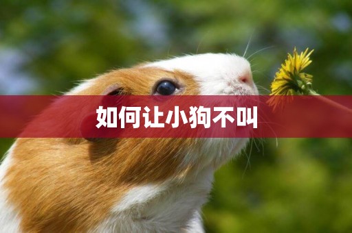 如何讓小狗不叫
