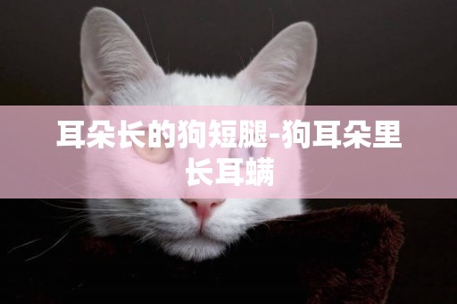 耳朵長的狗短腿-狗耳朵里長耳螨