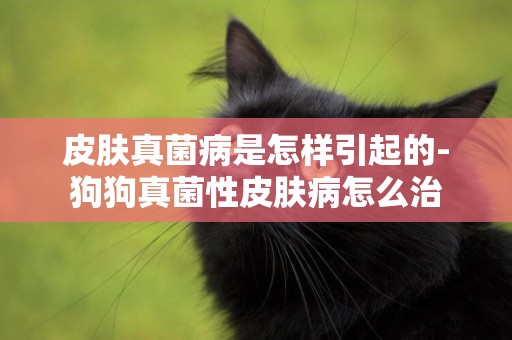 皮膚真菌病是怎樣引起的-狗狗真菌性皮膚病怎么治
