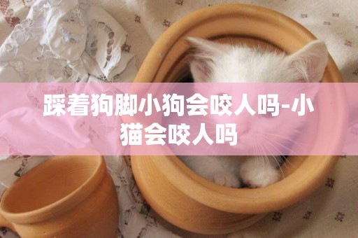 踩著狗腳小狗會咬人嗎-小貓會咬人嗎