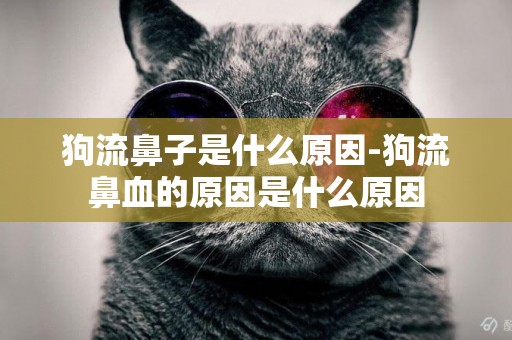 狗流鼻子是什么原因-狗流鼻血的原因是什么原因