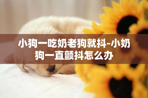 小狗一吃奶老狗就抖-小奶狗一直顫抖怎么辦