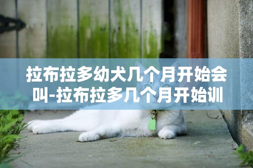 拉布拉多幼犬幾個月開始會叫-拉布拉多幾個月開始訓練