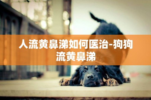 人流黃鼻涕如何醫治-狗狗流黃鼻涕